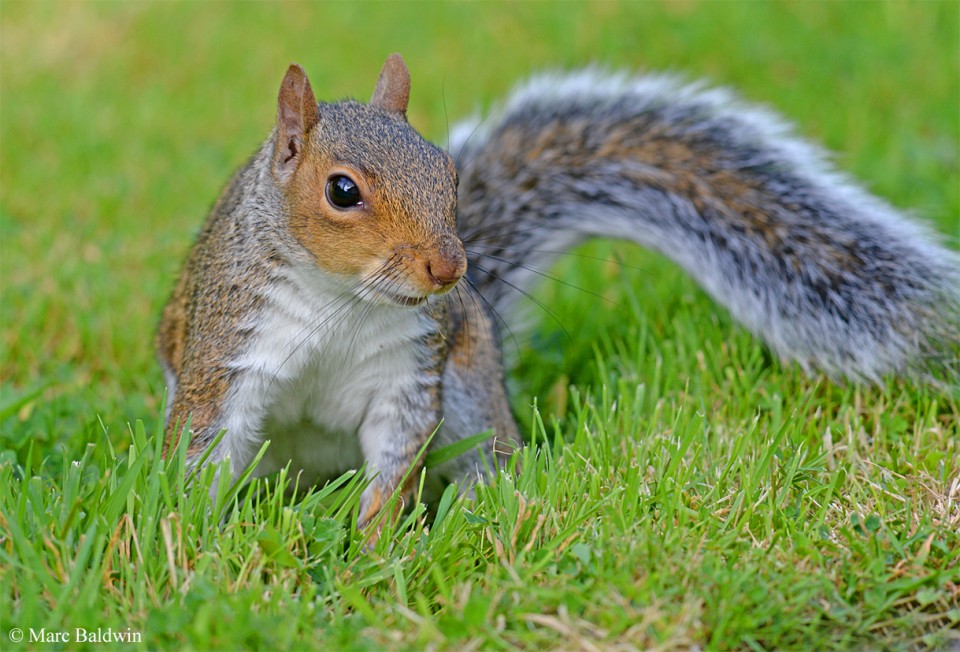 Grey squirrel | Wildlife Online