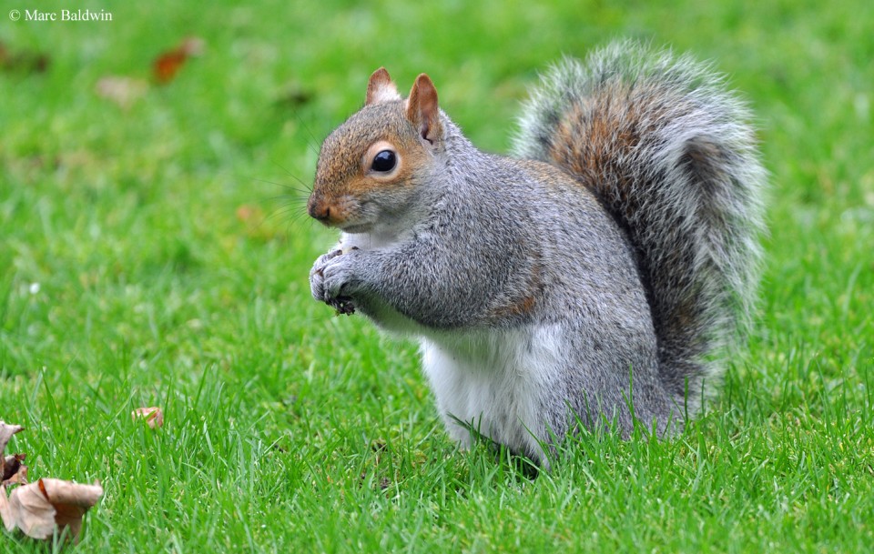 Squirrel Behaviour - Dominance, Aggression & Territoriality | Wildlife ...