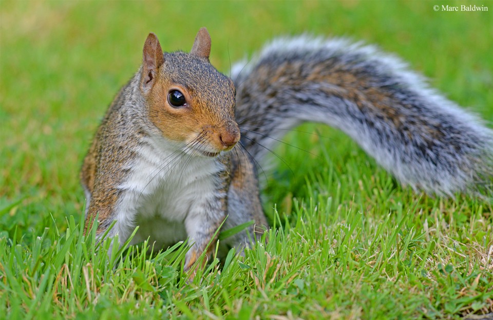 Squirrel Taxonomy | Wildlife Online