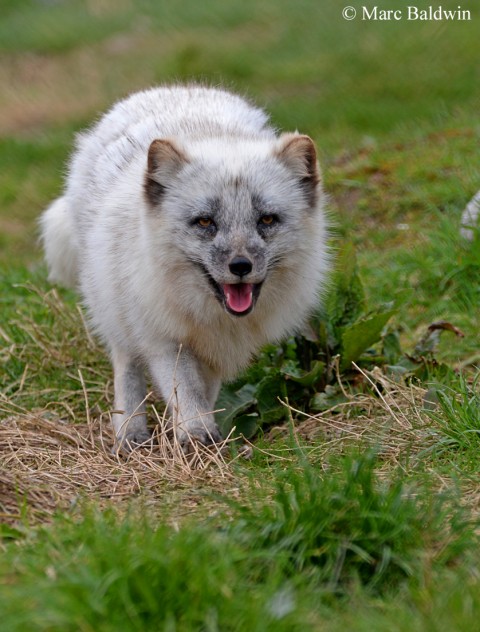 Red Fox Interaction With Other Species Other Carnivores Wildlife Online