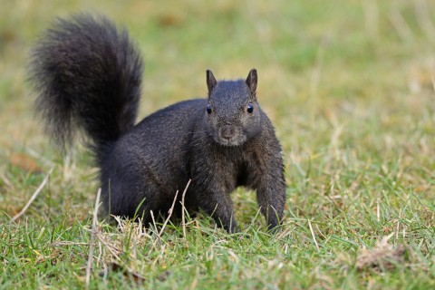 Squirrel 01