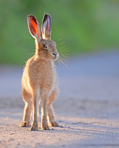 Brown hare 01