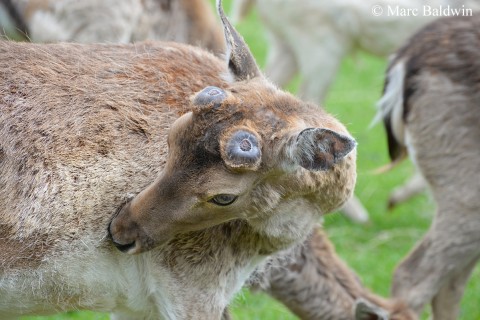 Fallow deer pedicles
