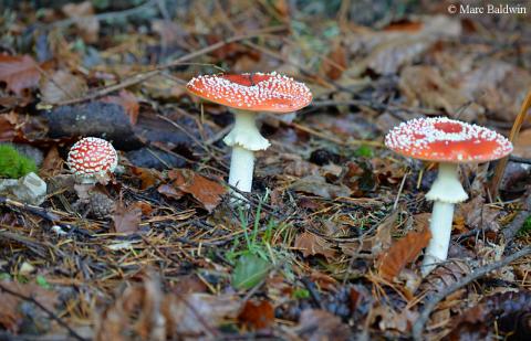 Fly agaric fungi