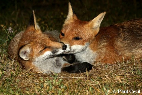 Fox 06