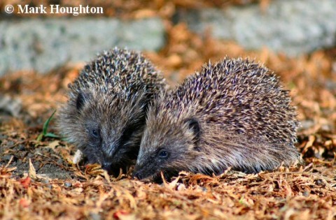 Hedgehog 03