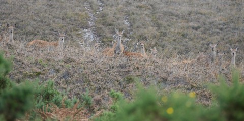 Red deer on the New Forest