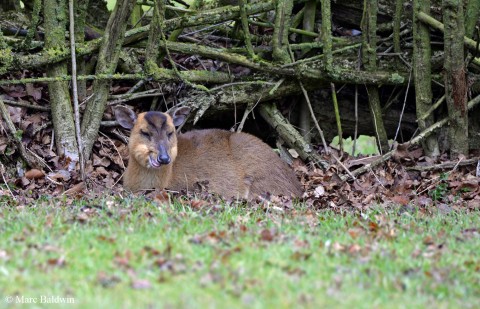 Ruminating muntjac
