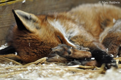 Sleeping fox