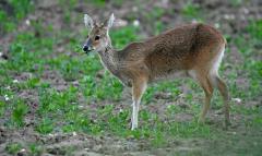 A lactating Chinese water deer doe feeding on wild spinach in an arable area of Norfolk, England. Although they typically feed on ‘weeds’ among crops, reports of crop damage are increasing, and the UK Government now considers them an invasive species.