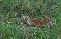 A water deer buck in a wildflower field margin in Cambridgeshire. Water deer are attracted to, and seem to do particularly well in, these 