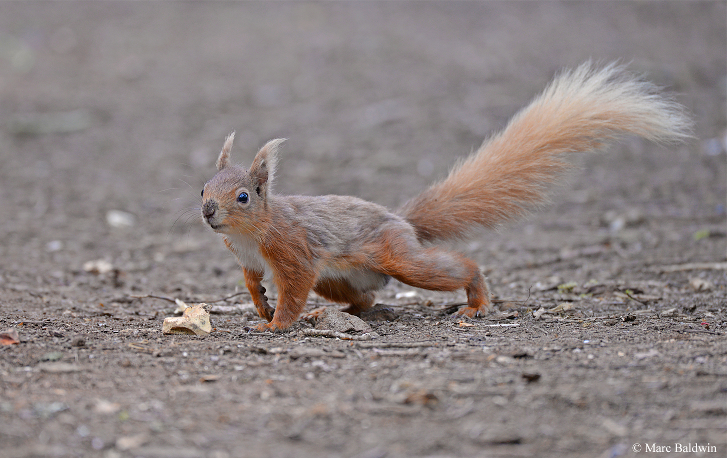 How Much Does a Squirrel Weigh
