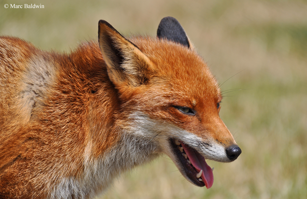 Photo Gallery Of British Wildlife