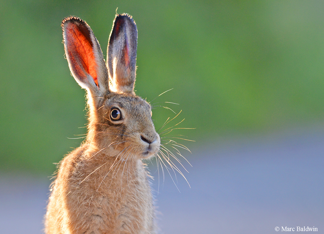 Brown hare | Wildlife Online
