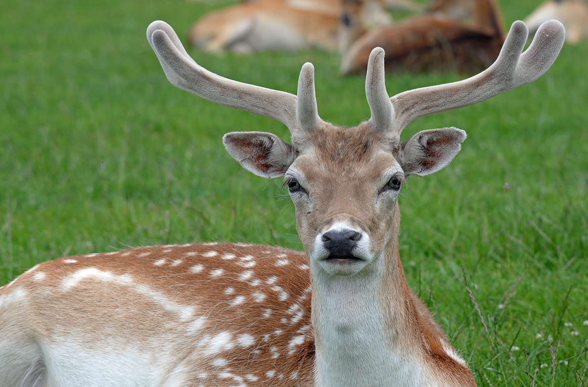 July brings peak of buck deer antler growth cycle