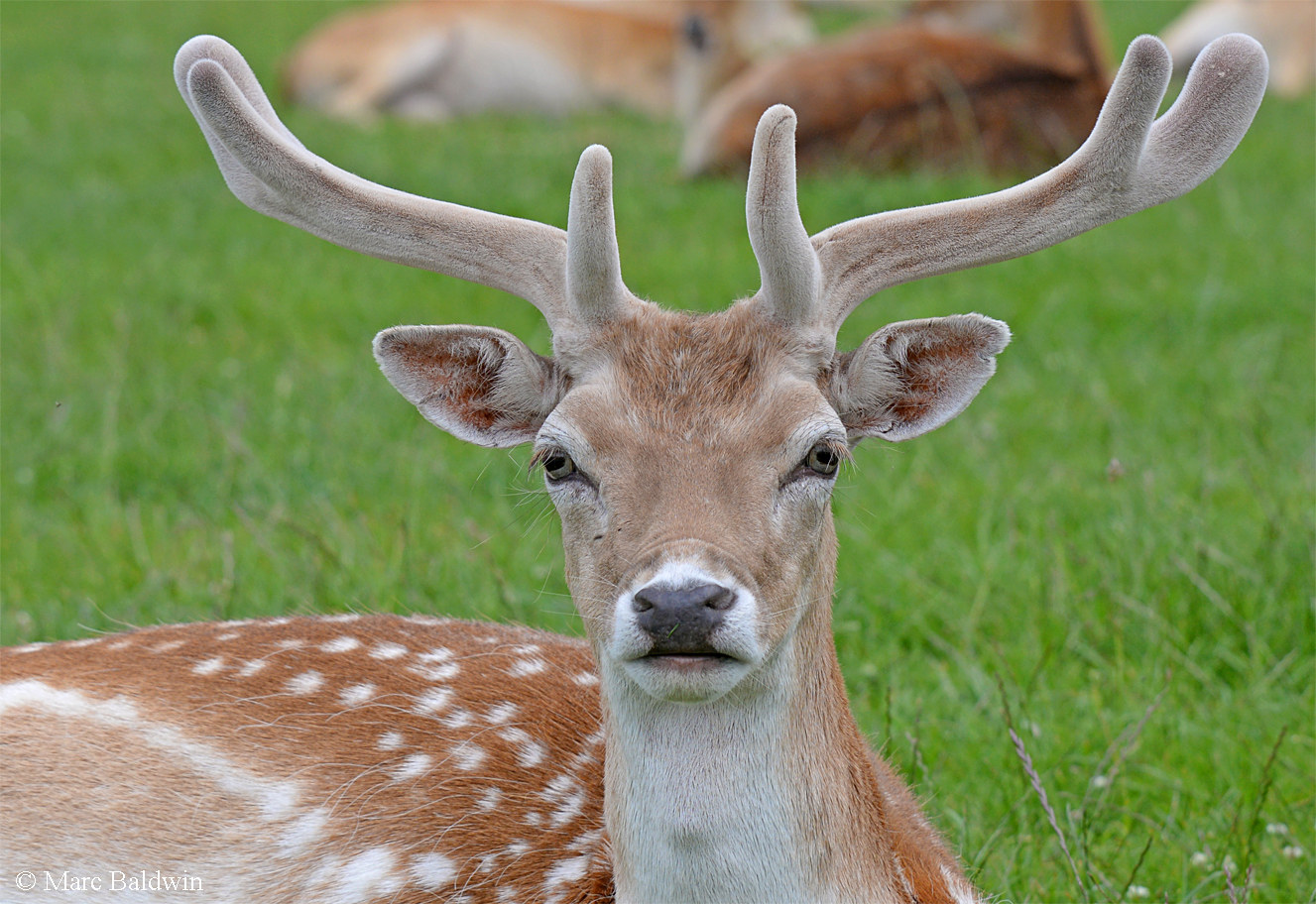 Fallow deer | Wildlife Online