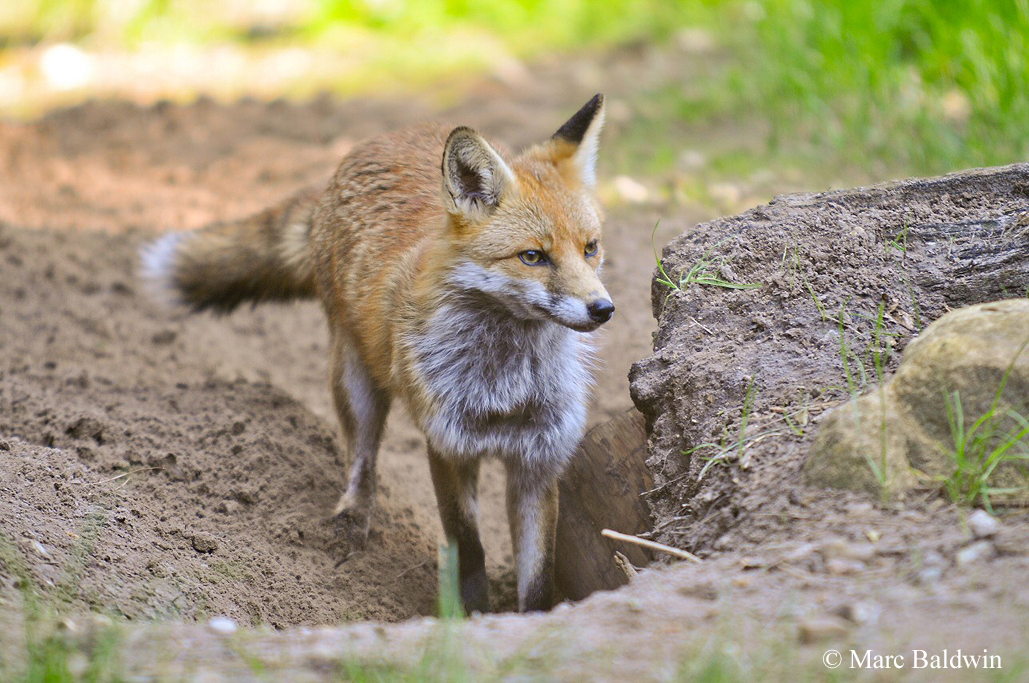 Red Fox Dens/Earths & Resting Sites