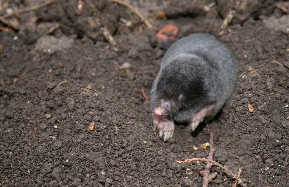 European mole | Wildlife Online European mole | Wildlife Online