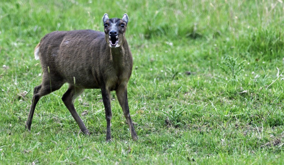A female Reeves's muntjac deer stood on grass barking at the camera.