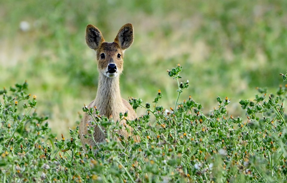 A young Chinese water deer stood behind some thistles looking towards the camera.