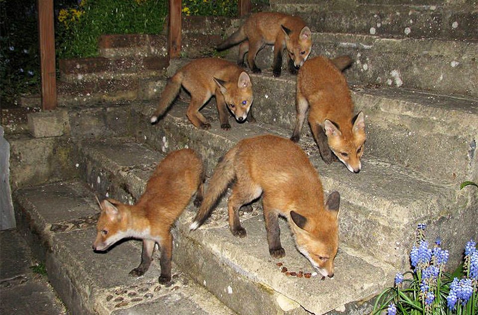 Red Fox Breeding - Gestation, Birth & Litter Size | Wildlife Online