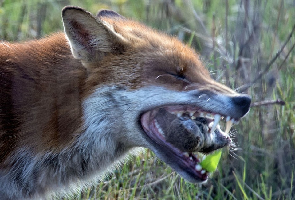 Red Fox Behaviour - Introduction | Wildlife Online