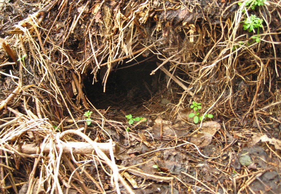 Red Fox Dens/Earths & Resting Sites | Wildlife Online