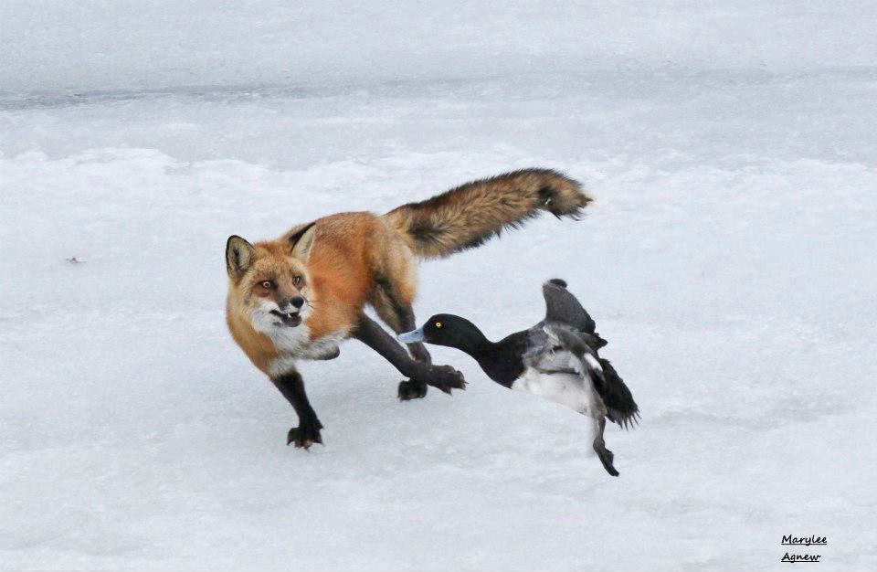 Rode vos dieet-wat Vossen eten | Wildlife Online | The Bay