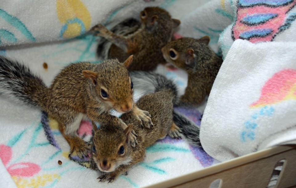 grey_squirrel_kittens.jpg