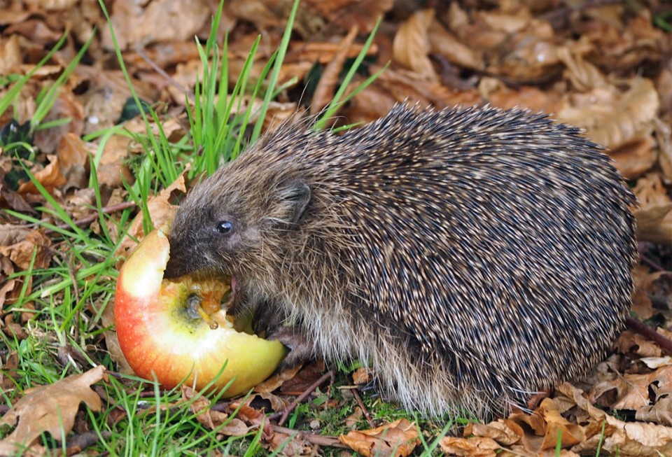European Hedgehog Diet & Feeding Behaviour - Diet Composition