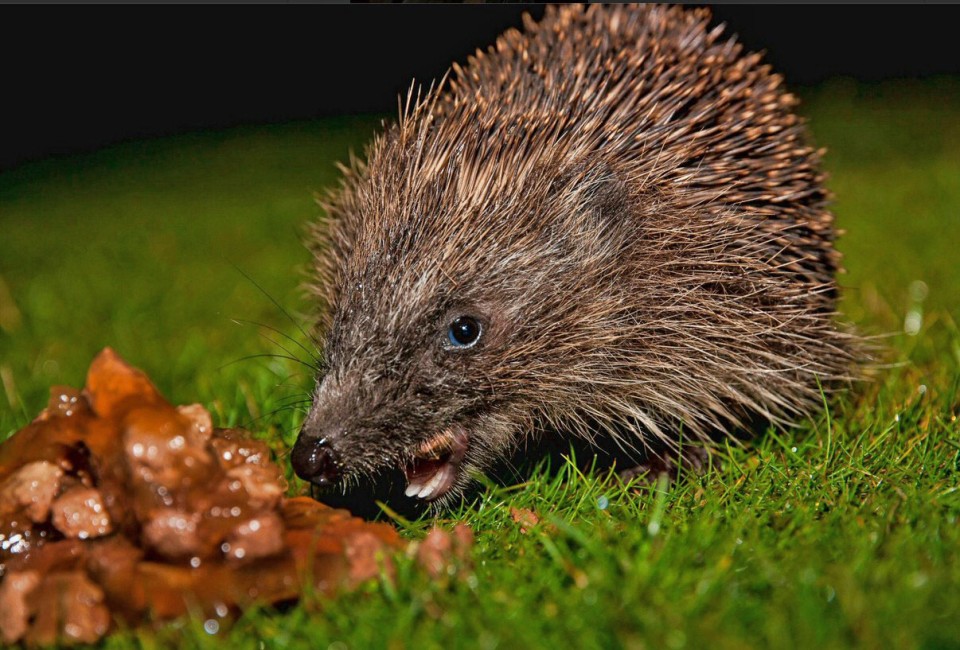 A close up of a hedgehog with mouth open as it eats a pile of cat food on the grass in the left of the image.
