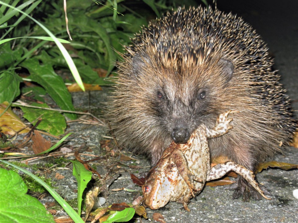 European Hedgehog Diet & Feeding Behaviour - Diet Composition