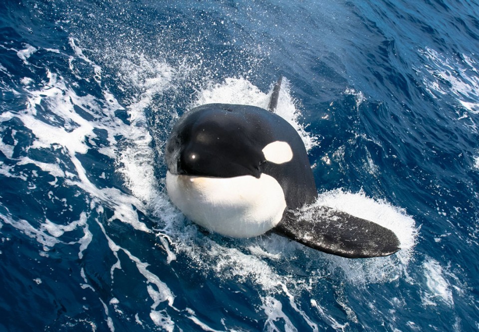 Do sharks have any predators/threats? | Wildlife Online