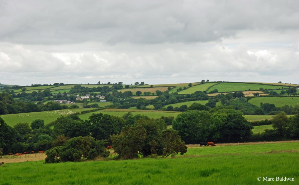 Grass in the foreground with a mix of hedges, shrubs and trees in the midground, with grey skies above.