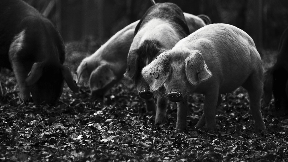 A black and white image of four domestic pigs in leaflitter, the front animal looking at the camera.