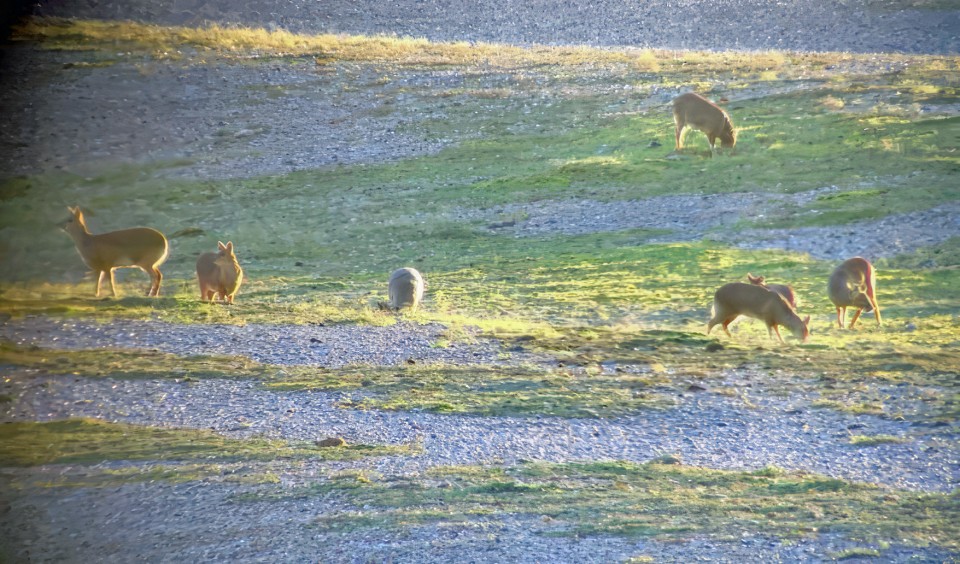Six deer standing on a partially-grassed shingle spit photographed through a rifle scope.