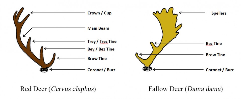 How To Identify Different Types Of Antlers