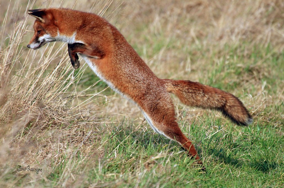 Do Red Fox Eat Chickens at Cameron Lopez blog