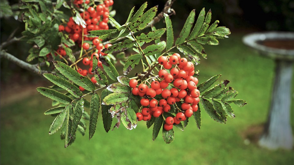 Three clumps of red rowan berries set against leaves, with a lawn and birdbath in the background.