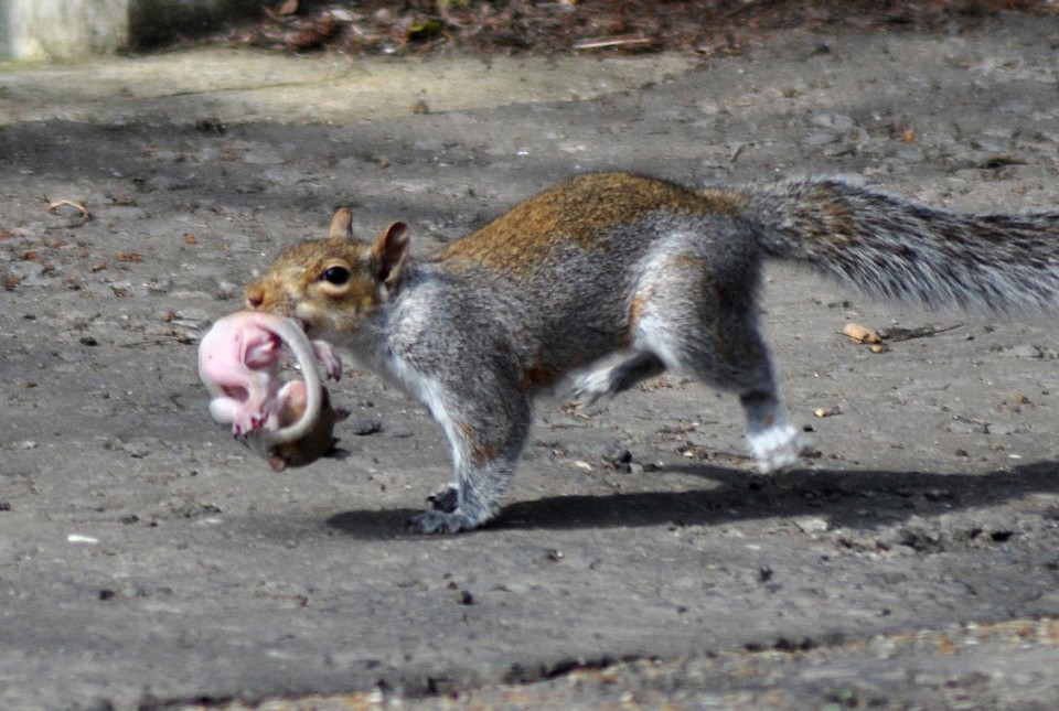 squirrel tableflip squirrel tableflip