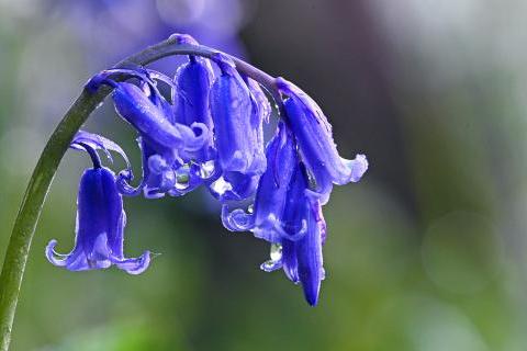 Bluebells