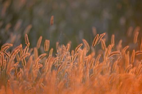 Backlit grasses
