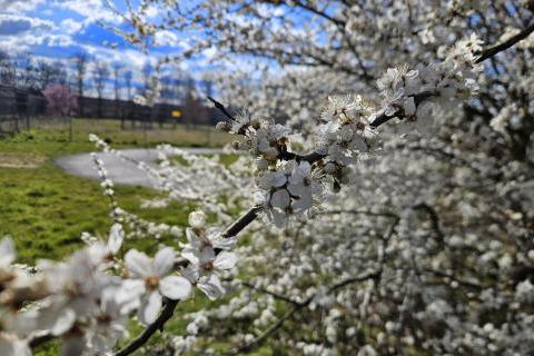 Blackthorn blossom