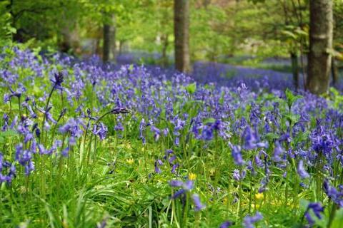 Bluebell woodland