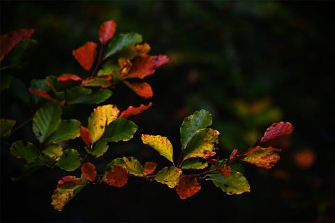 Autumnal beech leaves