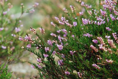 Common heather