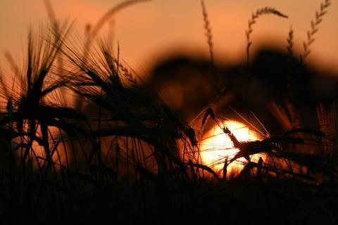 Corn Sunrise