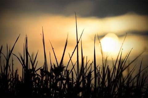 Dewy grass at sunrise