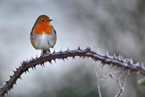 Robin on frosted bramble