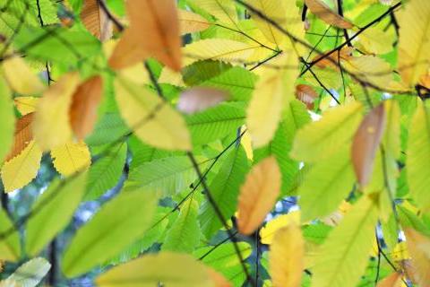 Autumn leaves